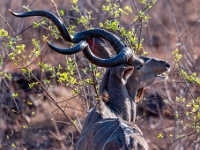 Rezerwat w Chobe (Botswana)